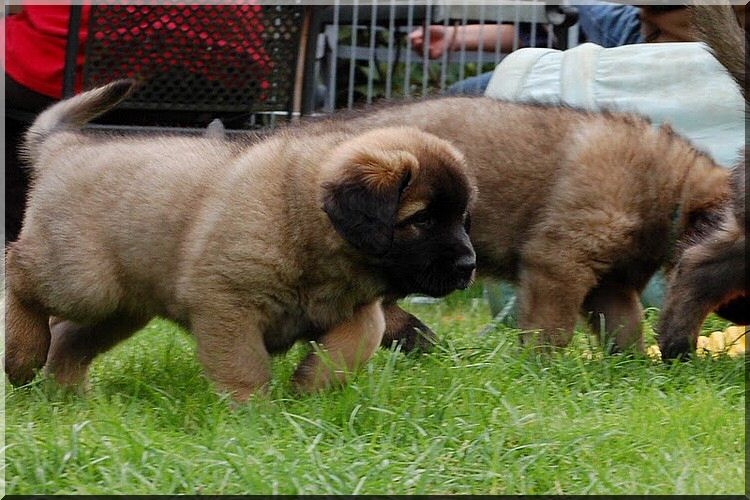 leonberger 062.jpg